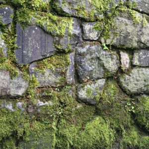 Texturex Large High Def Stone Wall Moss Growth Texture