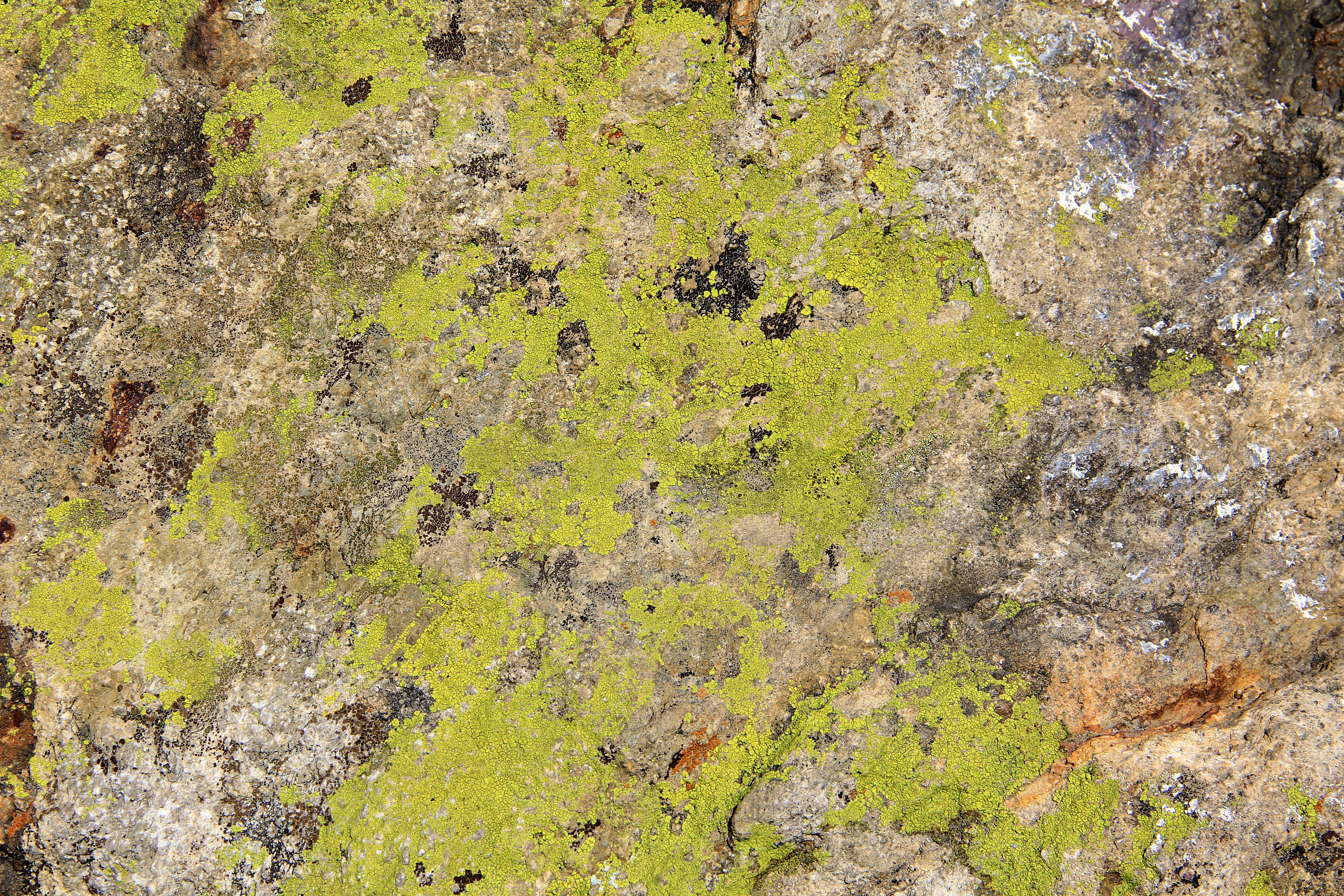 Texturex rock algae moss macro stone grunge camo city Texture - Texture X