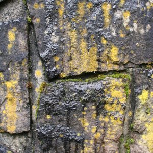 Texturex stone algae dripping wet rock moss Texture