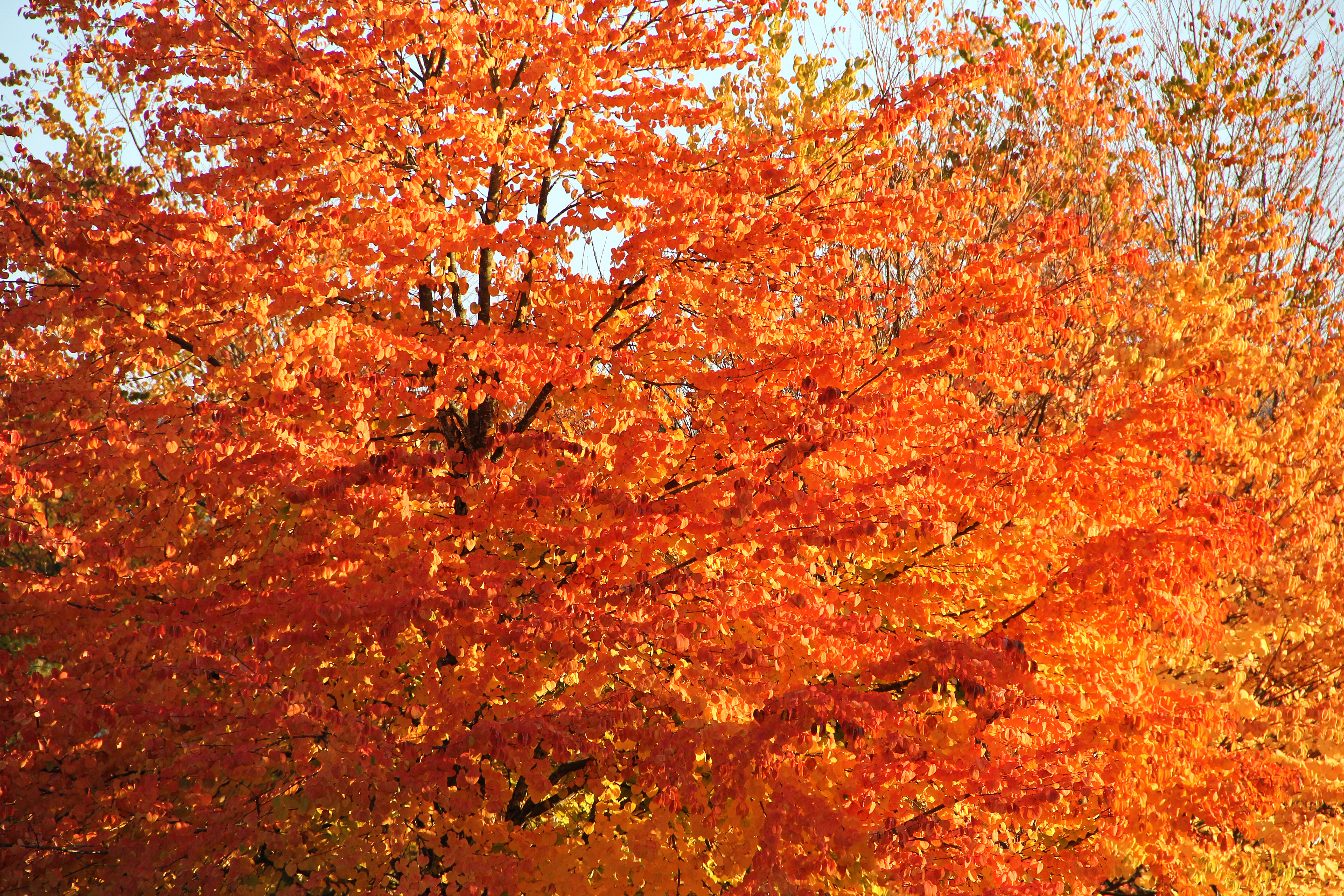 Tree texture Fall Colors Leaf Orange Autumn - Texture X