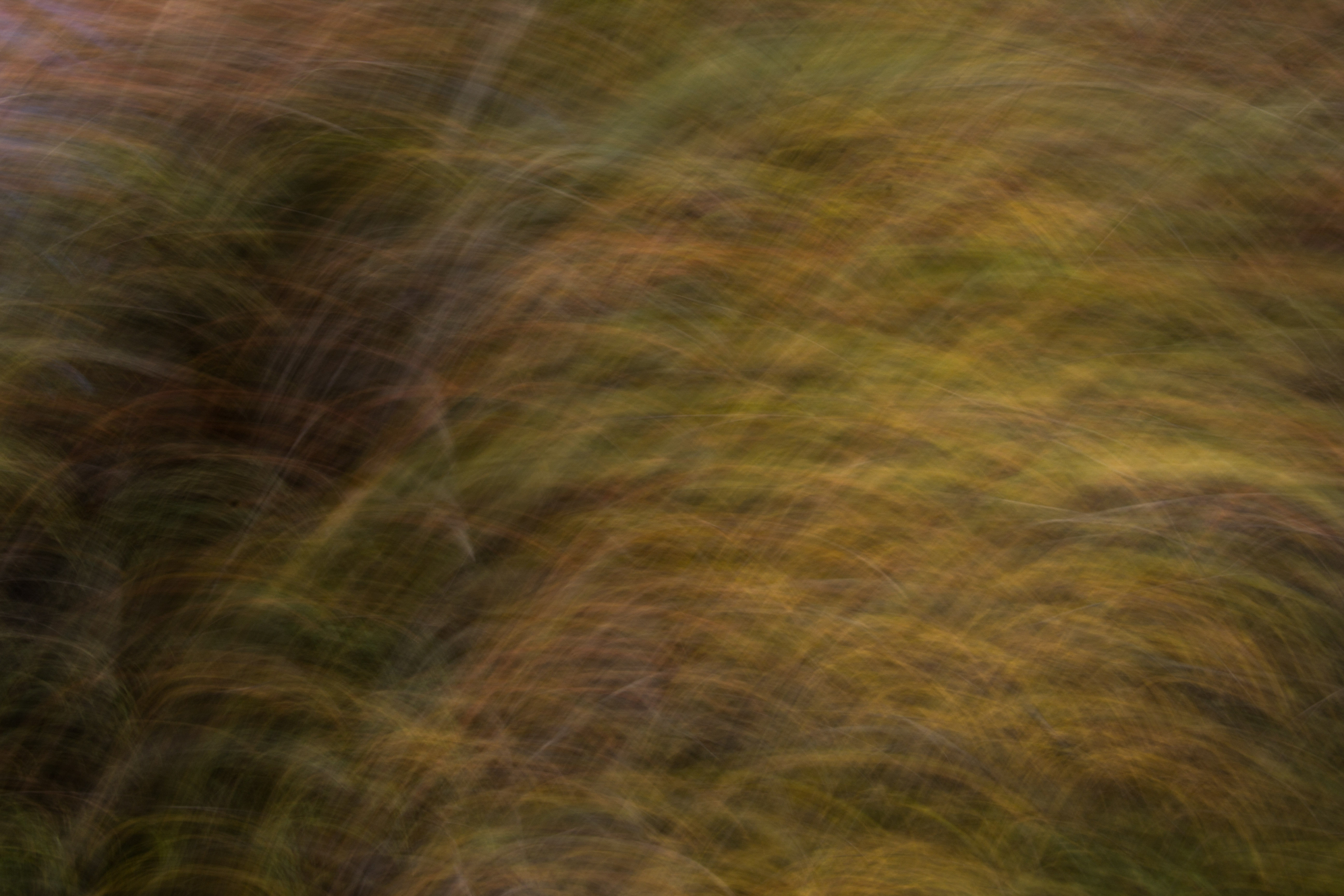blur texture dark green light soft background long exposure - Texture X