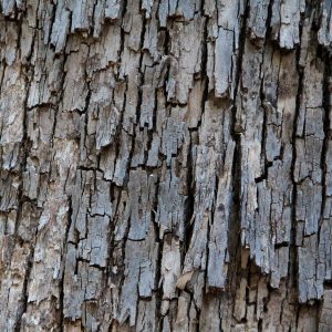 dark wood texture old bark rough fire hazard photo