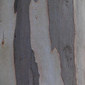 eucalyptus wood texture bark paper wooden grey stoc wallpaper
