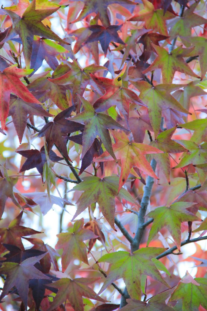 fall leaf texture stock red color green photo tree autumn what stone is light green