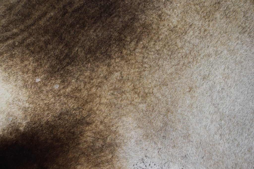 grunge photo texture antelope fur furry floor carpet fuzz fabric photo ...
