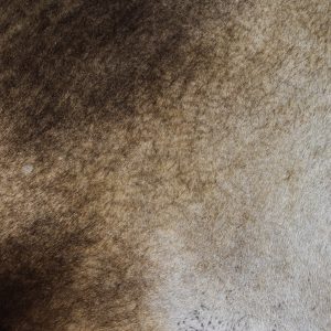 grunge photo texture antelope fur furry floor carpet fuzz fabric photo