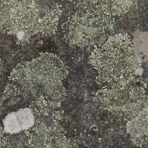 grunge texture rock stone algae lichen natural photo