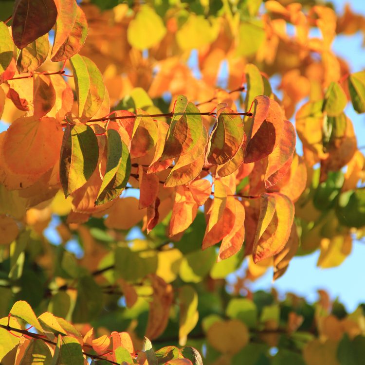 Tree texture Fall Colors Leaf Orange Autumn - Texture X