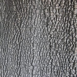 oak bark wood texture flat large trunk tree