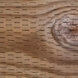 pressure treated wood texture grain hole pattern stock photo