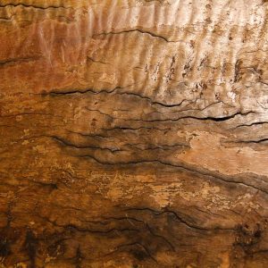 wood burl texture rough cracked natural wooden wallpaper