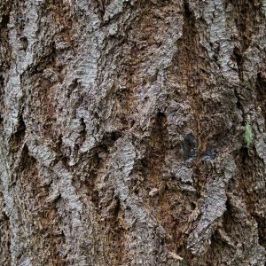 Wood texture bark douglas fir photo rough image