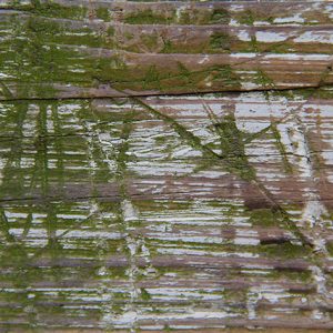 wood texture beach green scratch cut grain ripple Texture