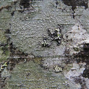 Wood Texture camoflauge red alder bark camo alnus rubra photo