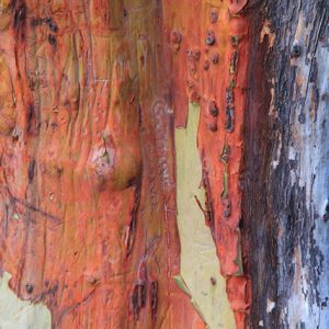 Wood Texture Pacific Madrone Bark Peel Arbor red menziesii Madrona photo