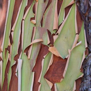 Wood Texture Pacific Madrone Bark Peeling Arbutus menziesii Madrona stock photo