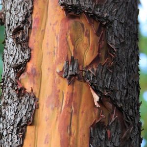 Wood Texture Pacific Madrone Bark Red Arbutus menziesii Madrona stock image