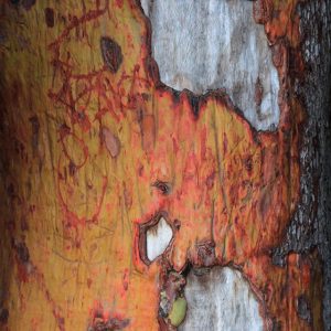 Wood Texture Pacific Madrone Grunge Bark Arbutus Madrona Texture