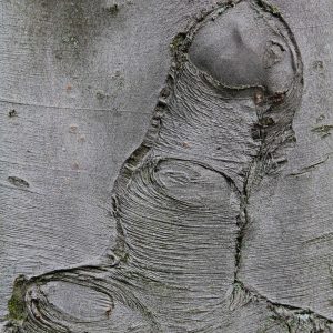 wood texture penis woody tree bark phallic beige tan