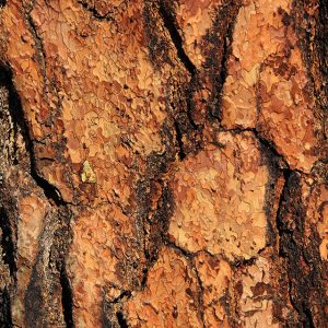 Wood Texture red wood bark large section macro detail close up crust photo