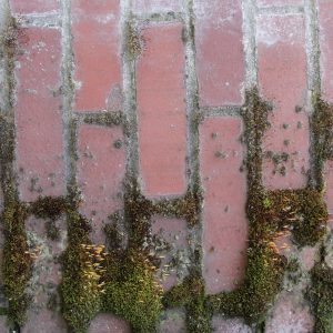 Brick with algae growth on wall