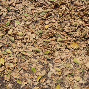 Ground leaves everywhere covering dirt