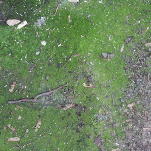 Ground outside dirt grunge algae growth