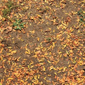 Ground outside dirt with orange leaves