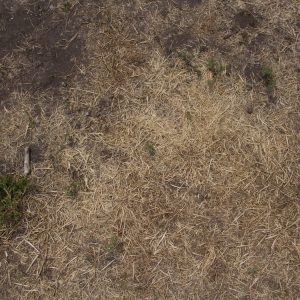 Ground outside exterior bushes