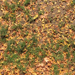 Ground texture orange leaves with green grass