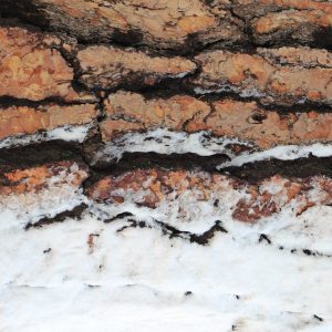 Wood Texture Old Broken Down Tree Slither