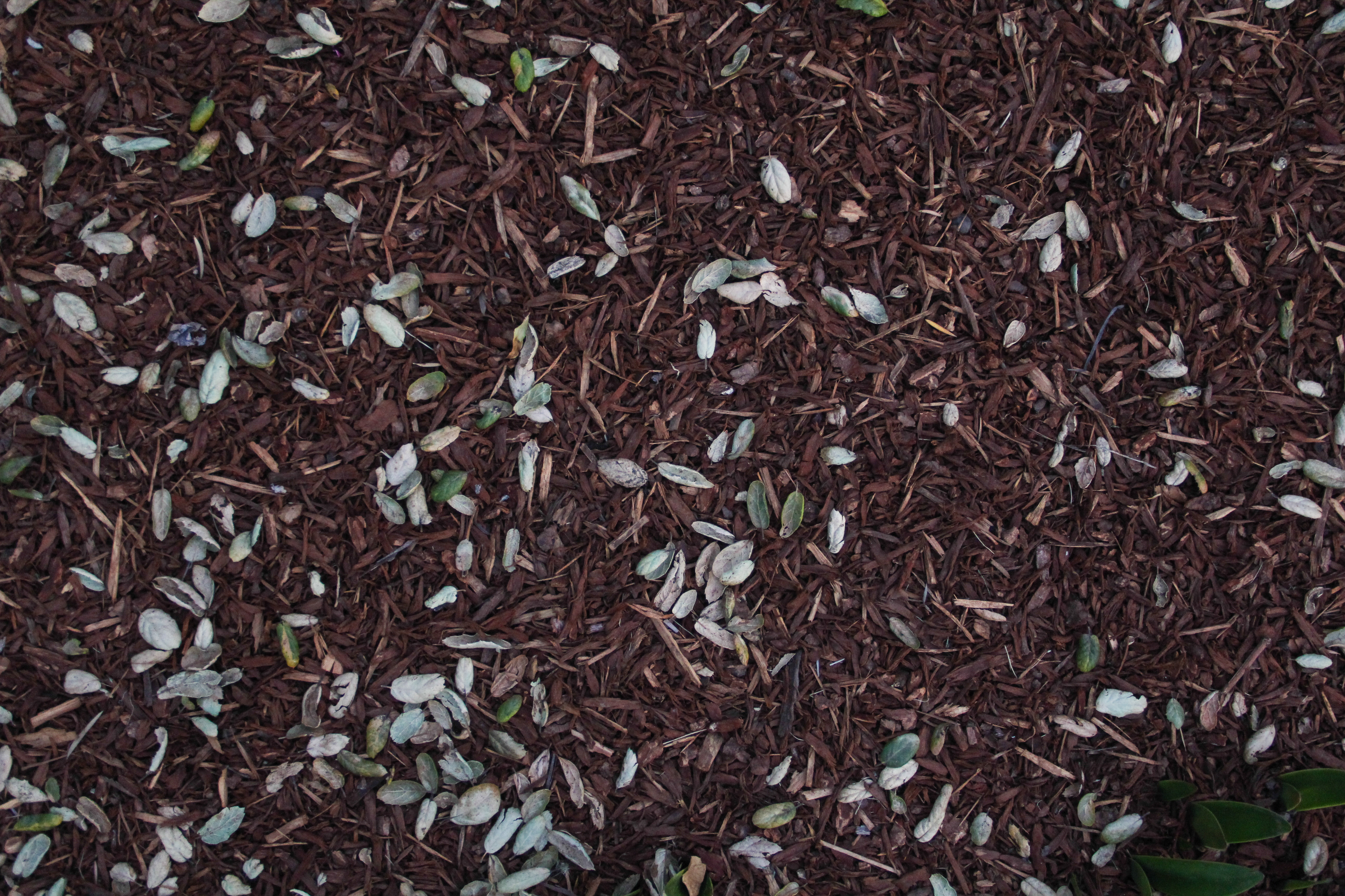 Ground Texture Chipped Bark Plant Matter Desktop Wallpaper