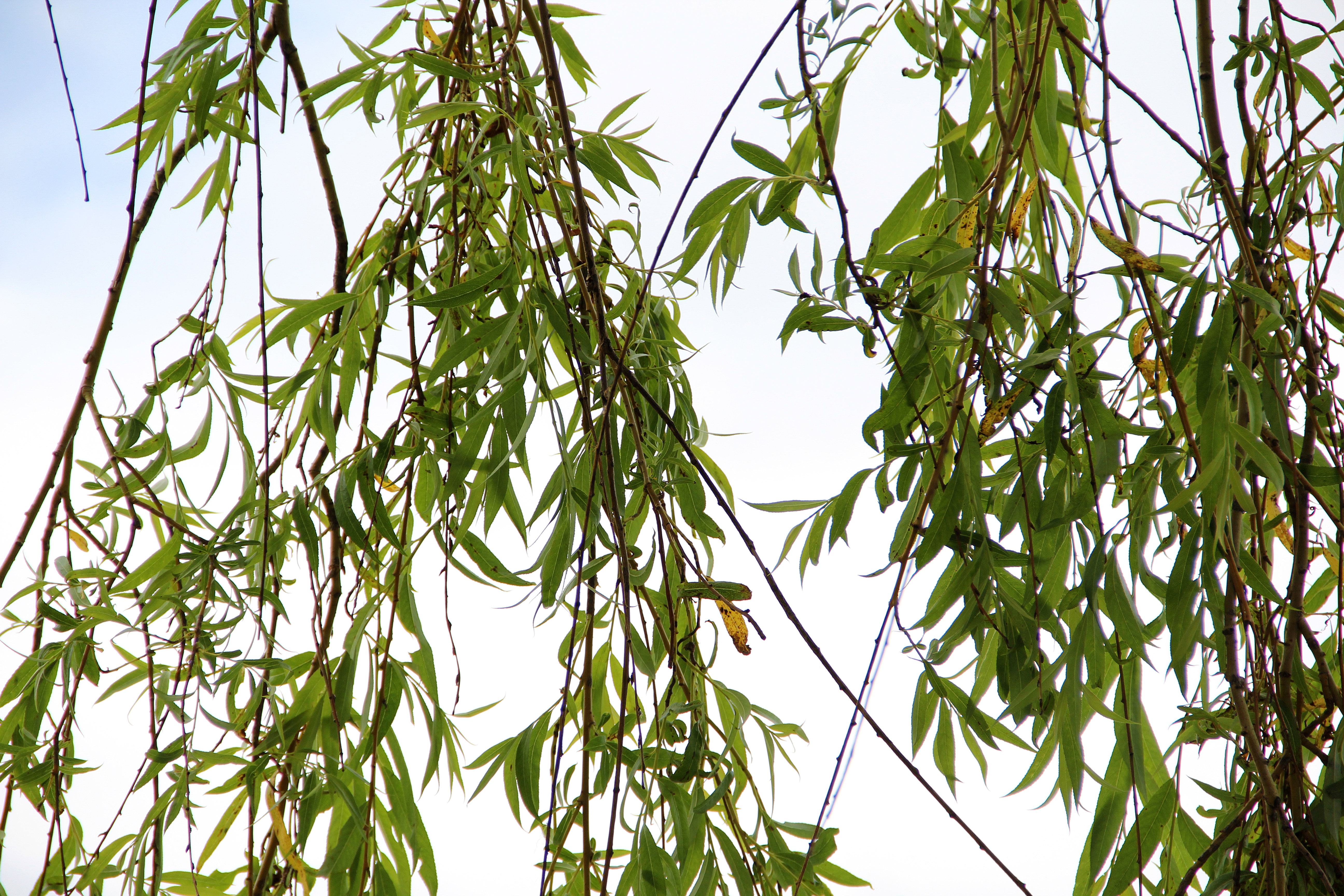 Texturex Hanging Garden Bamboo Leaf Walpaper Background Texture