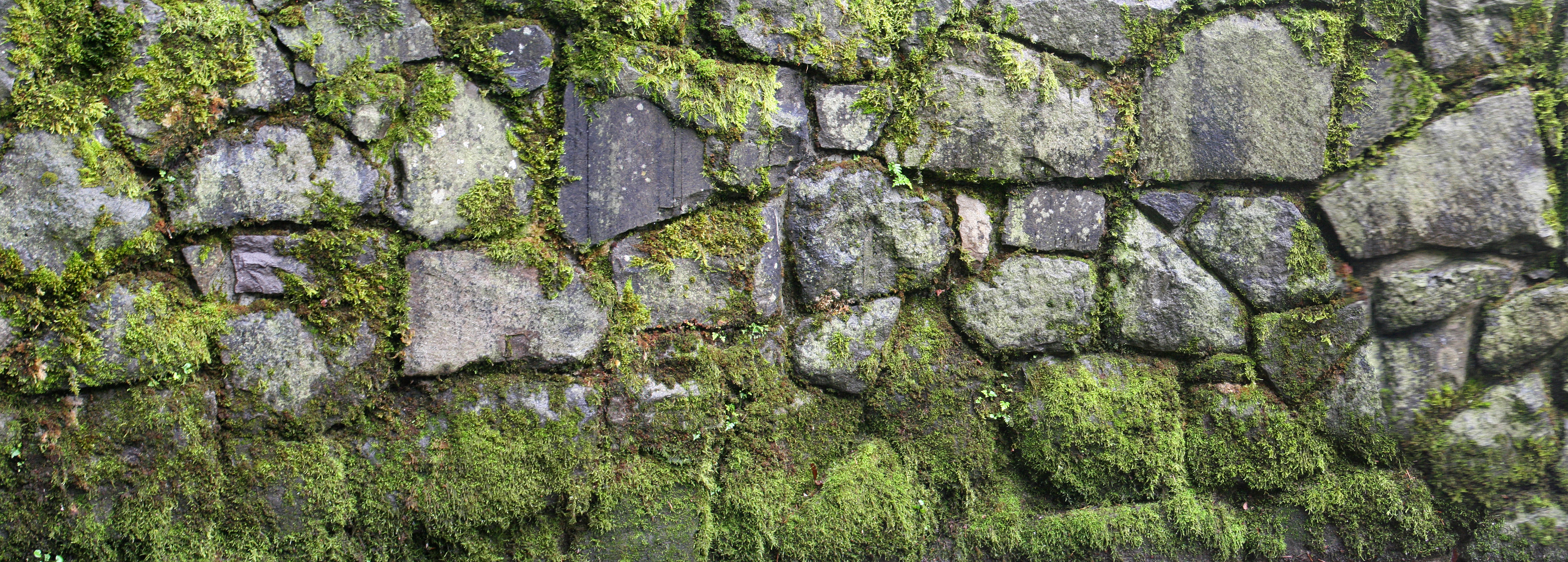 Texturex Large High Def Stone Wall Moss Growth Texture