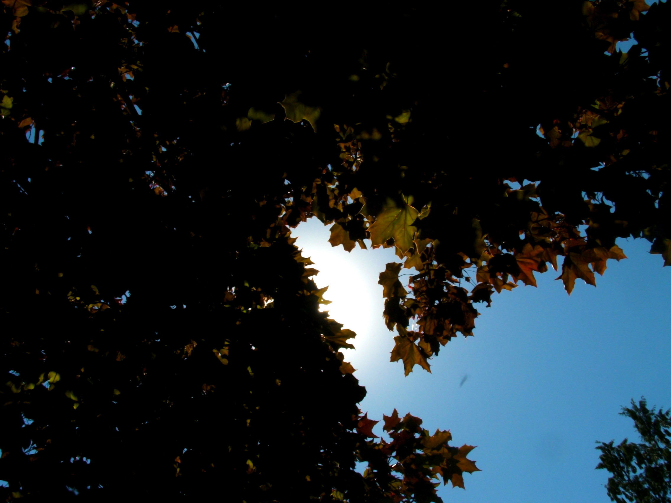 Texturex Nature Wallpaper Fall Leaf Leaves Light Balance Tree Branch Texture