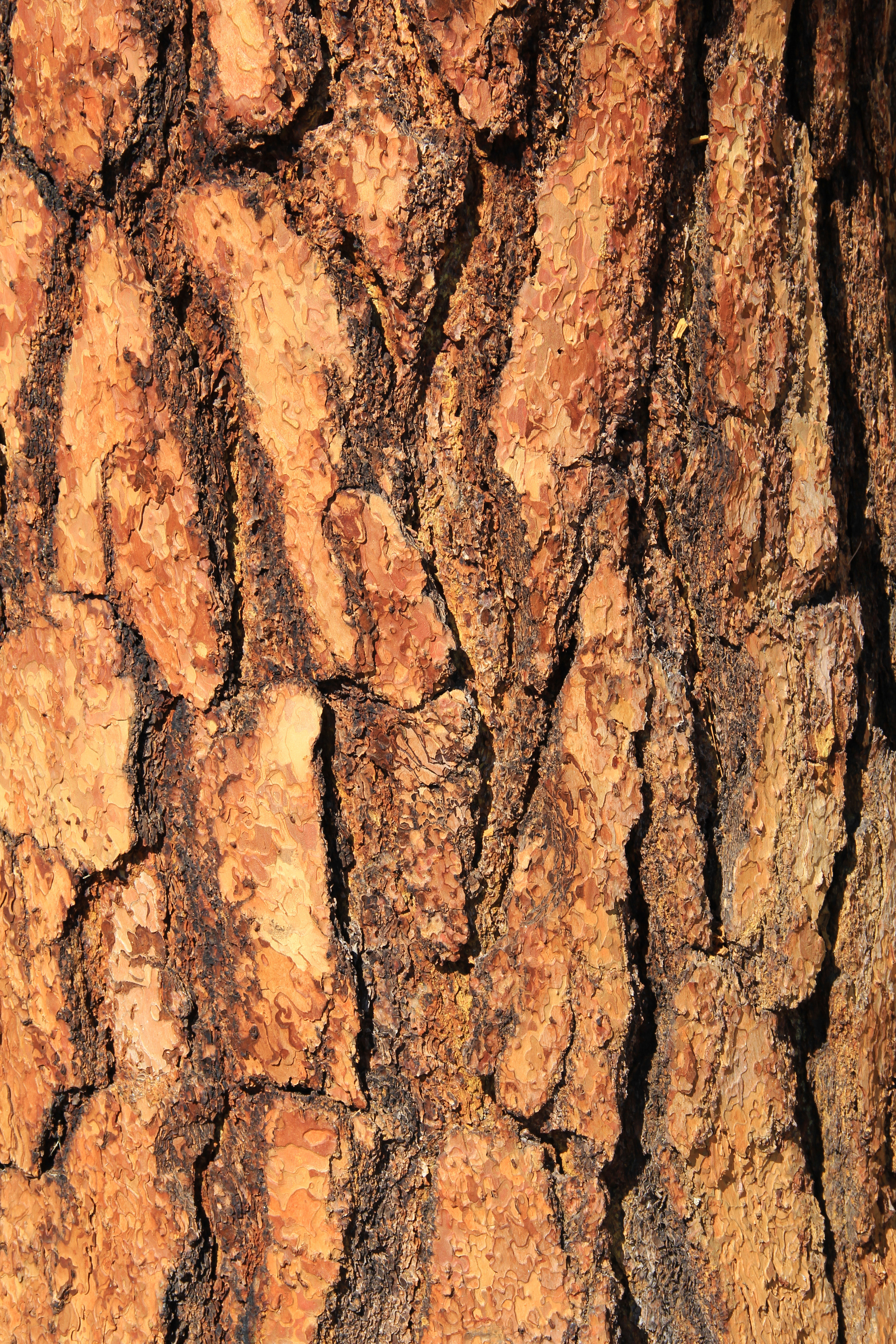 Bark Texture Wood Large Rough Red Wood Outside California