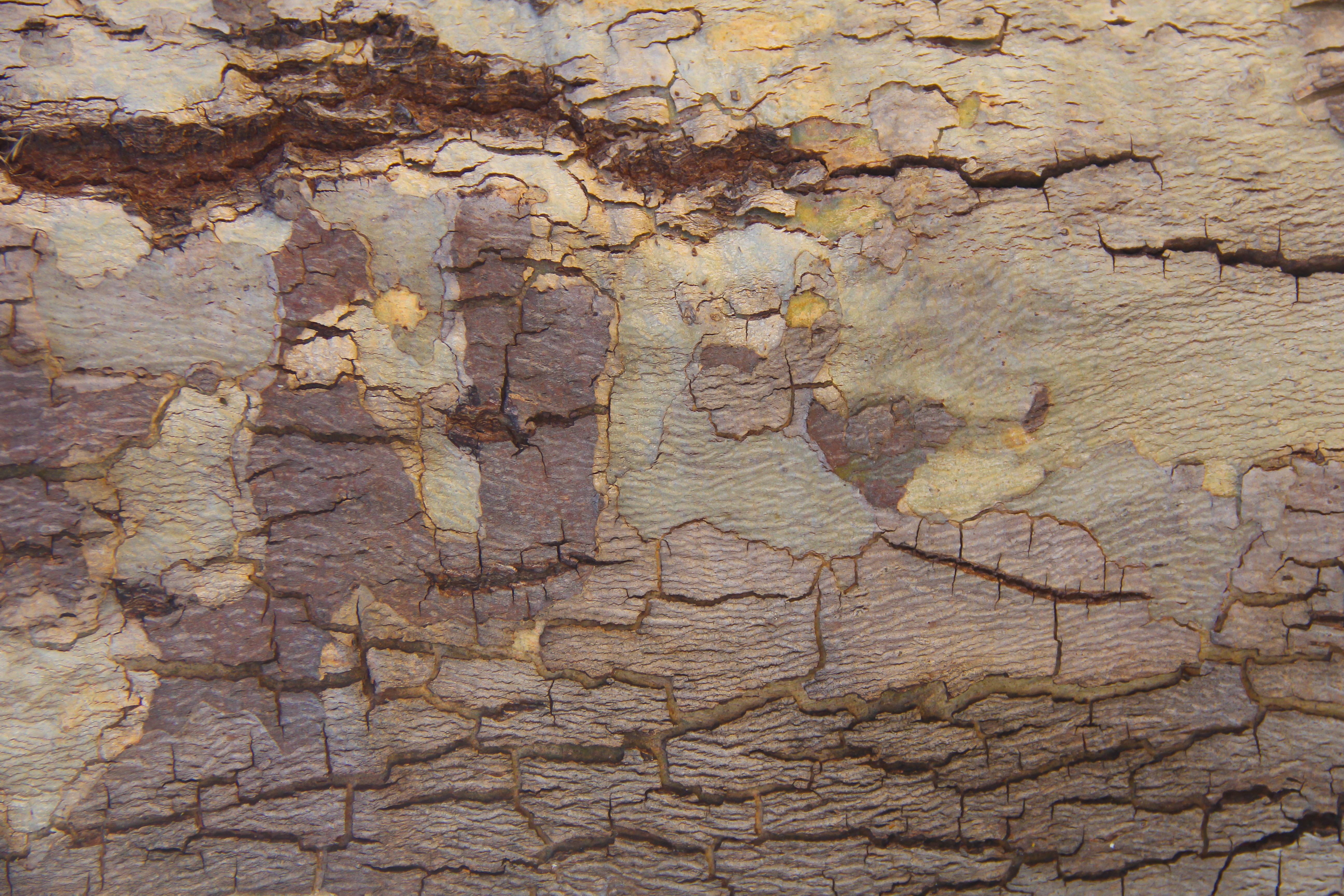 Bark Wood Texture Natural Brown Red Cracked Grunge Wooden Photo