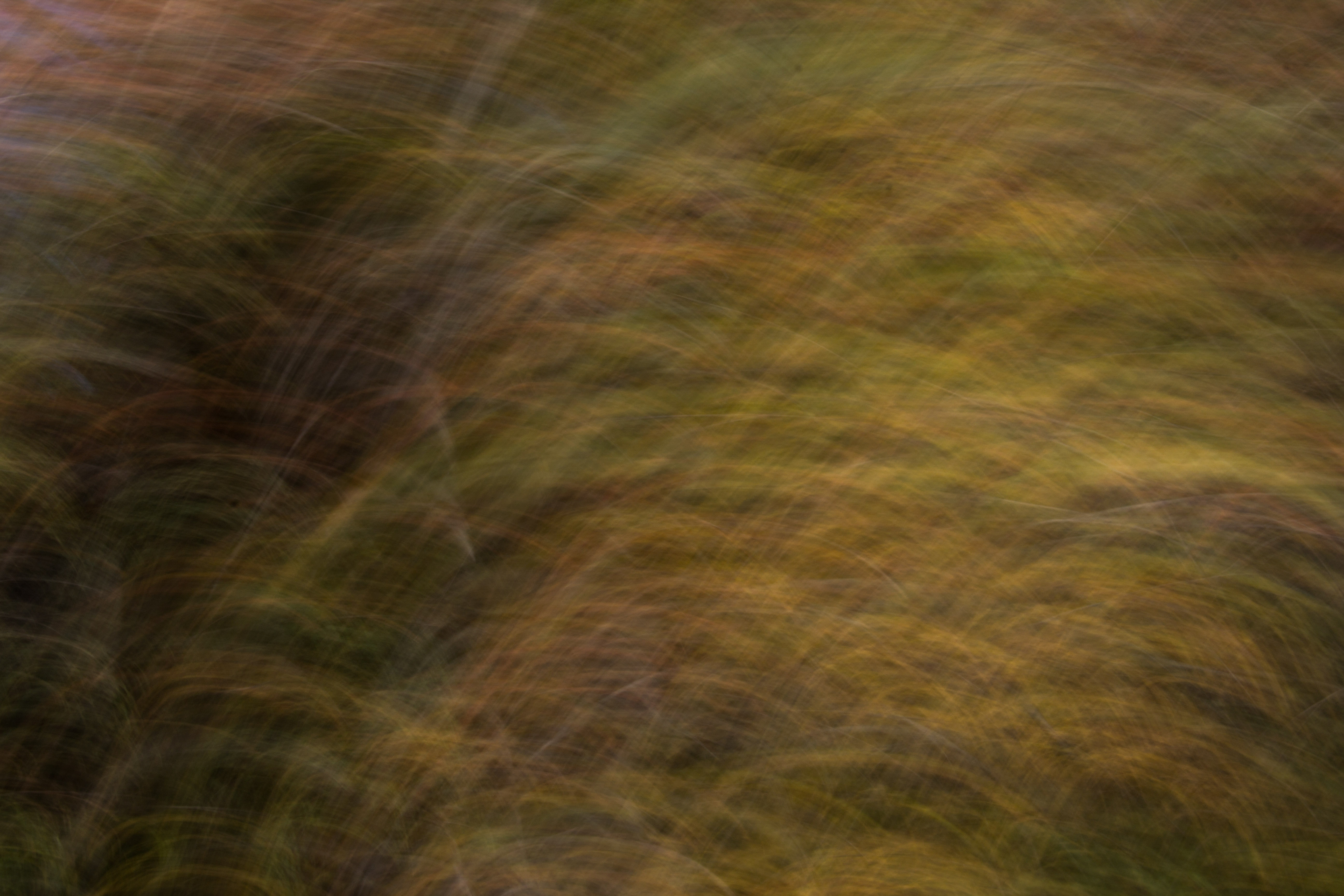 Blur Texture Dark Green Light Soft Background Long Exposure