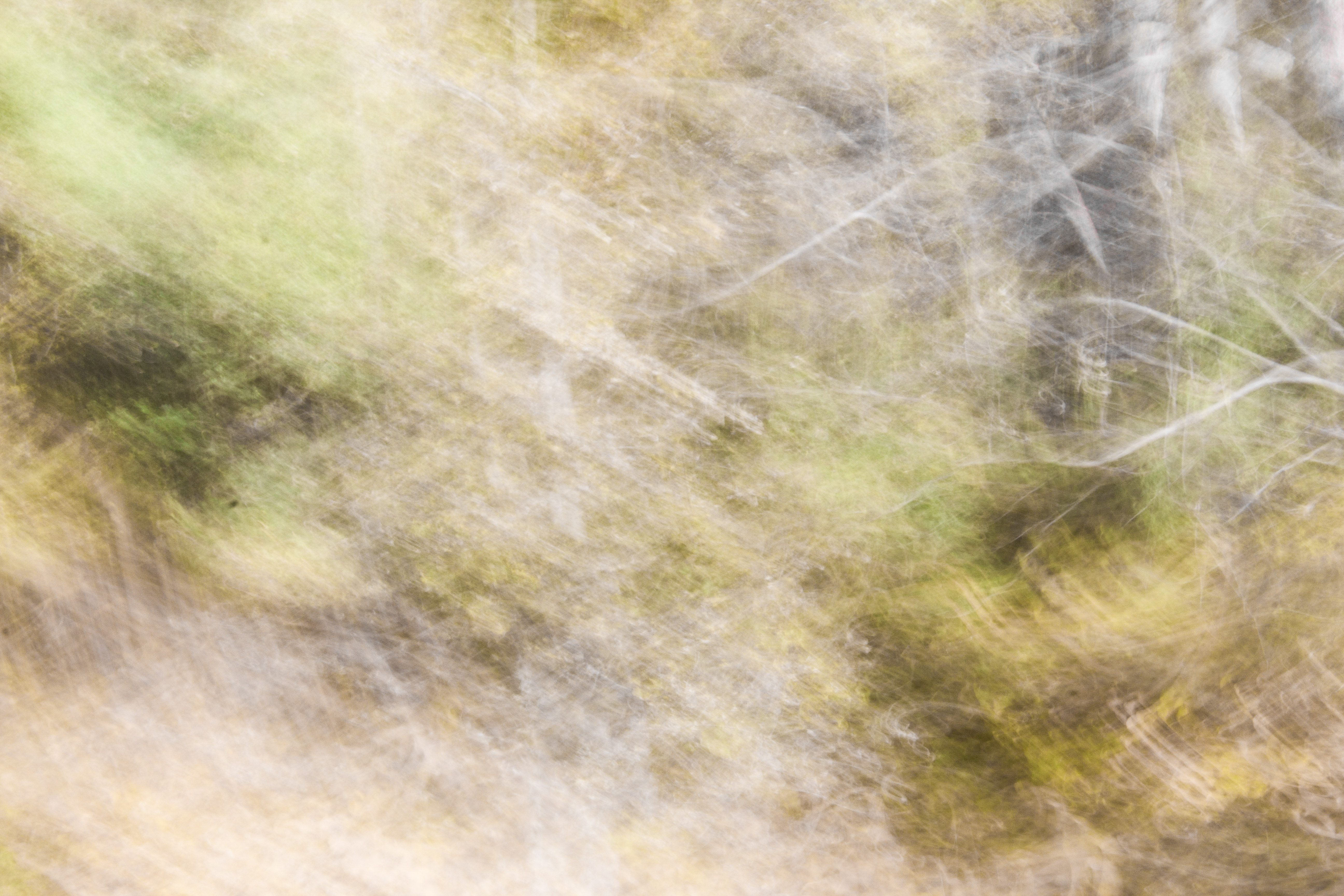 Blur Texture Fuzzy Forest Movement Trees Long Exposure Photo