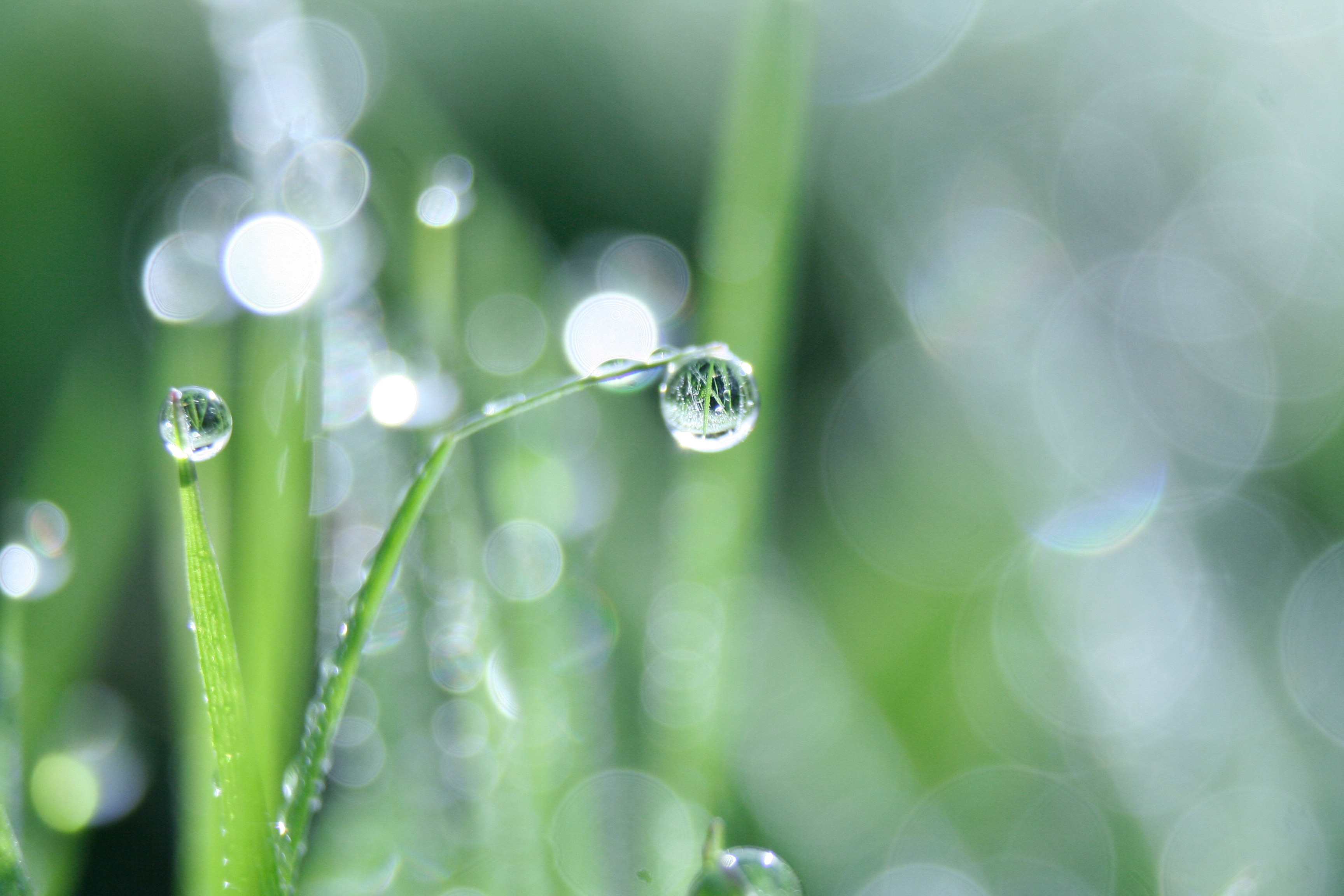 Bokeh Photo Grass Water Droplet Free Blur Texture