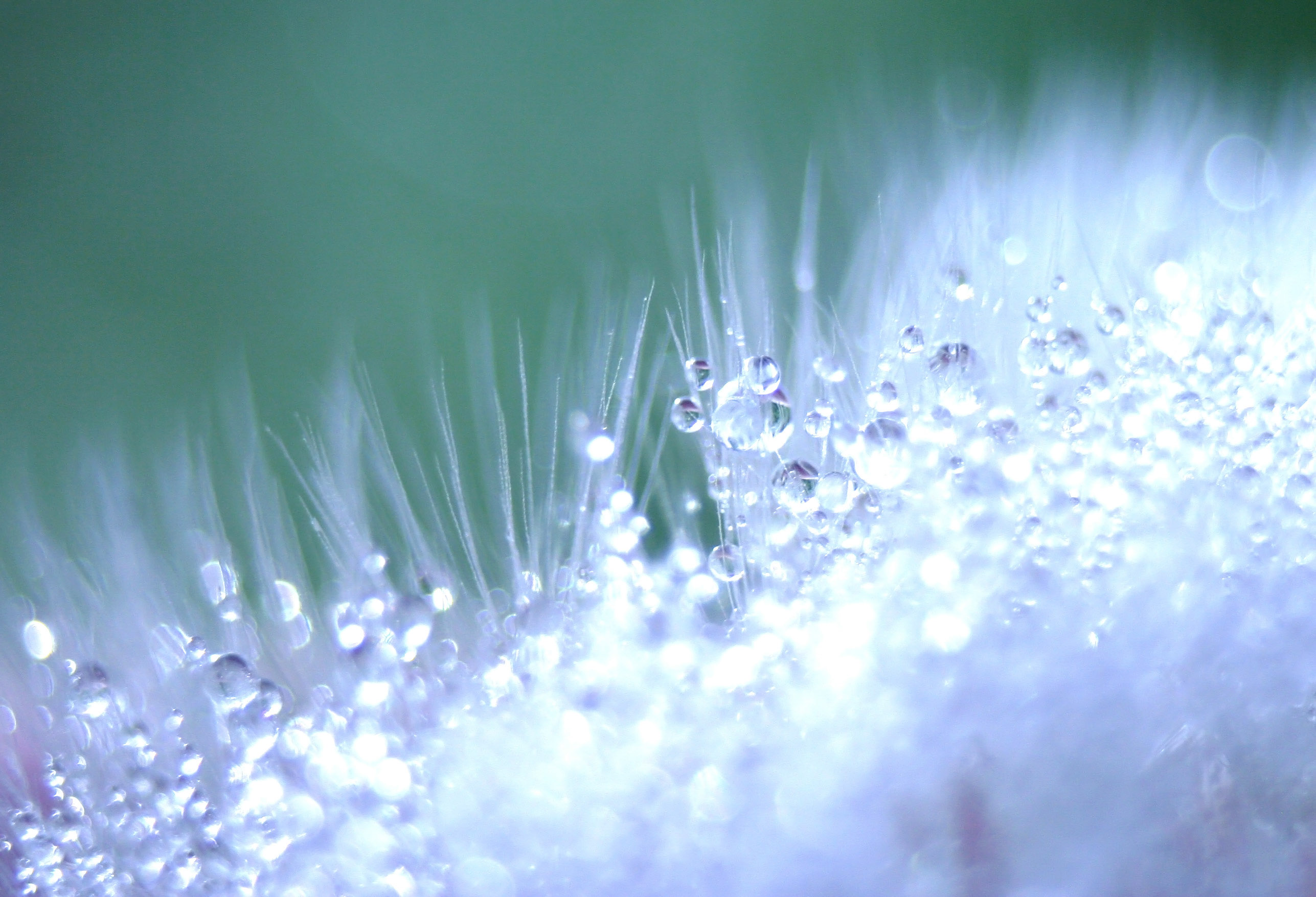 Dandilion Bokeh Effect Free Texture Stock Photo Blur