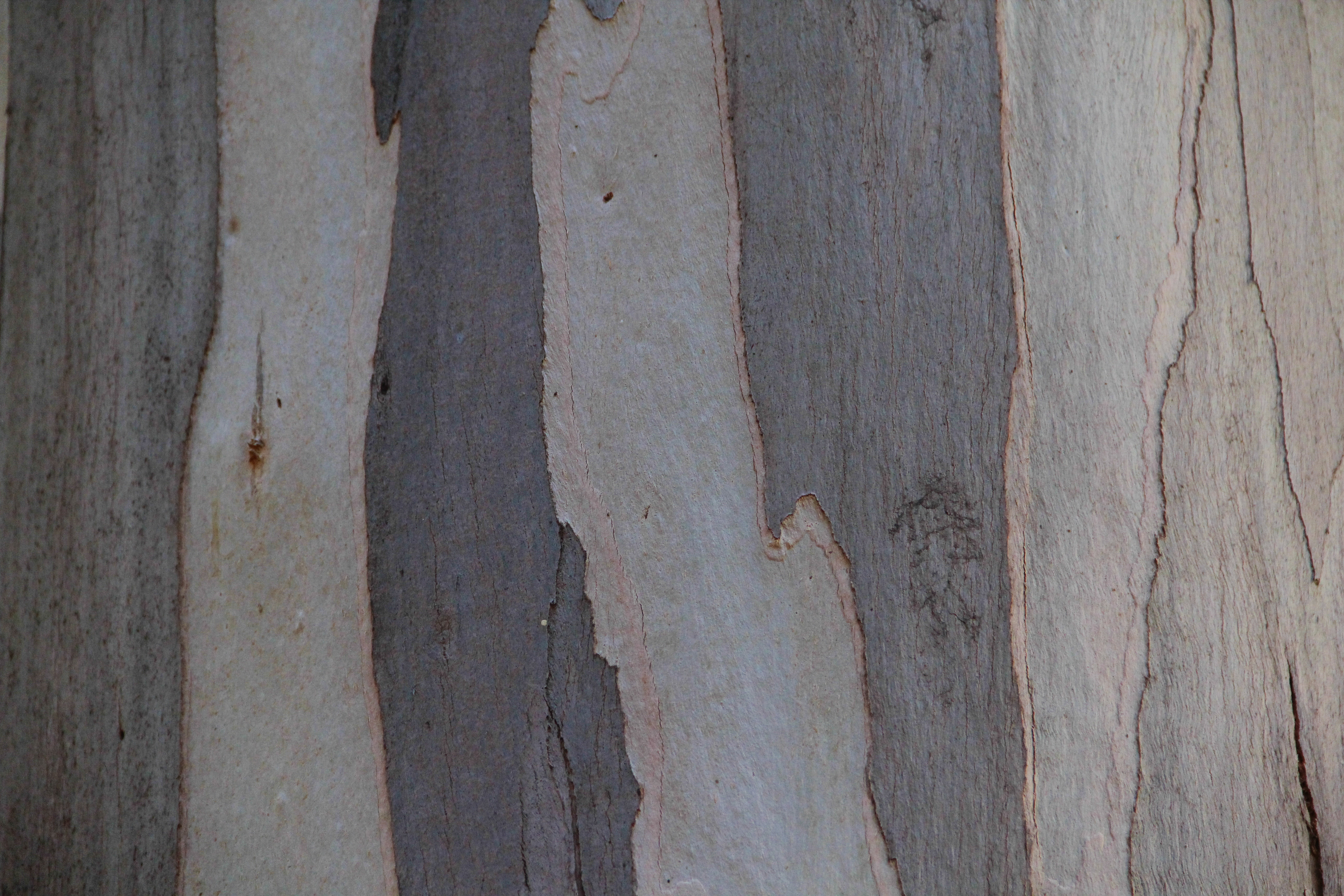Eucalyptus Wood Texture Bark Paper Wooden Grey Stoc Wallpaper