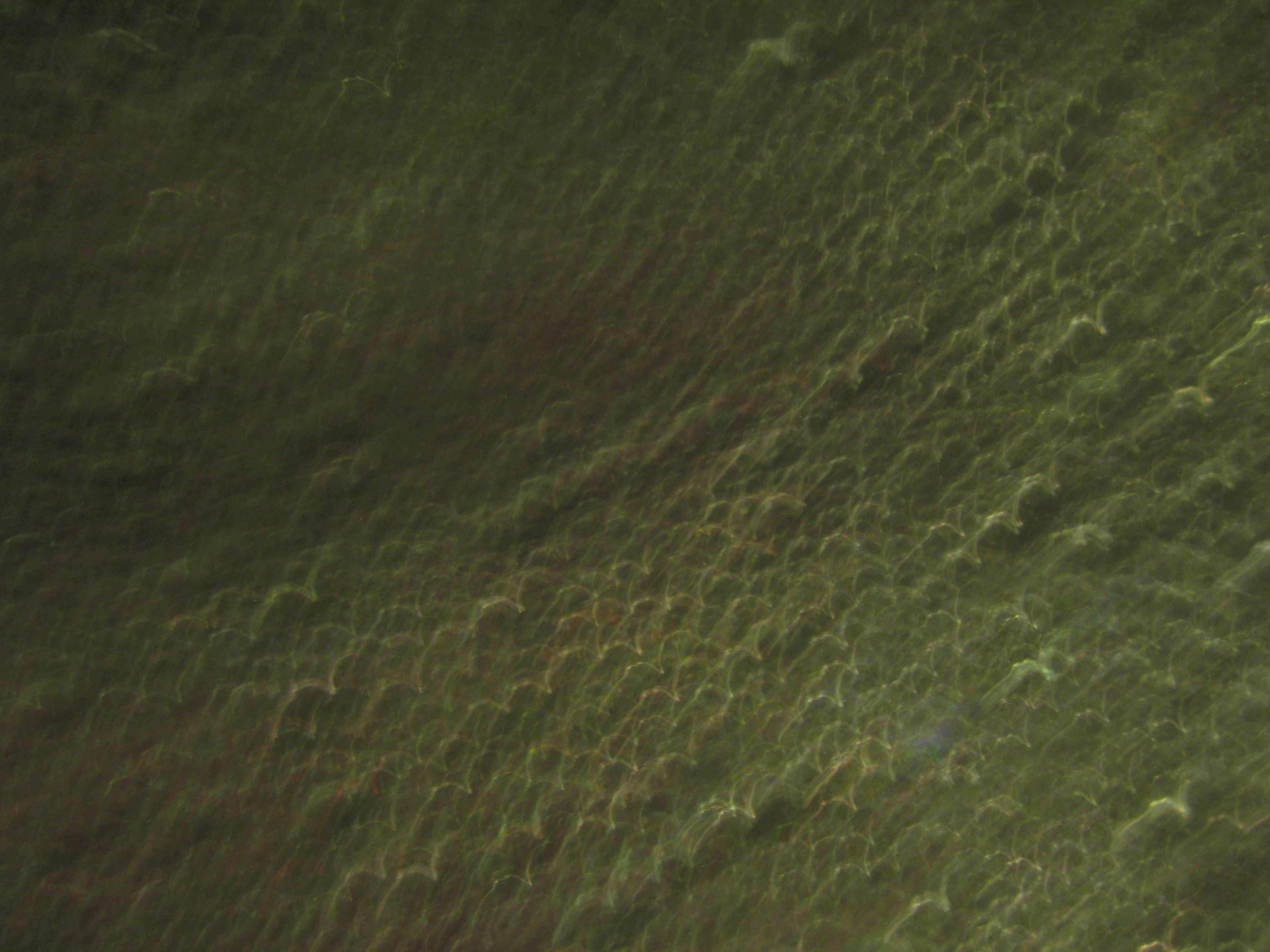 Green Texture Abstract Blur Light Fuzzy Focus Dark