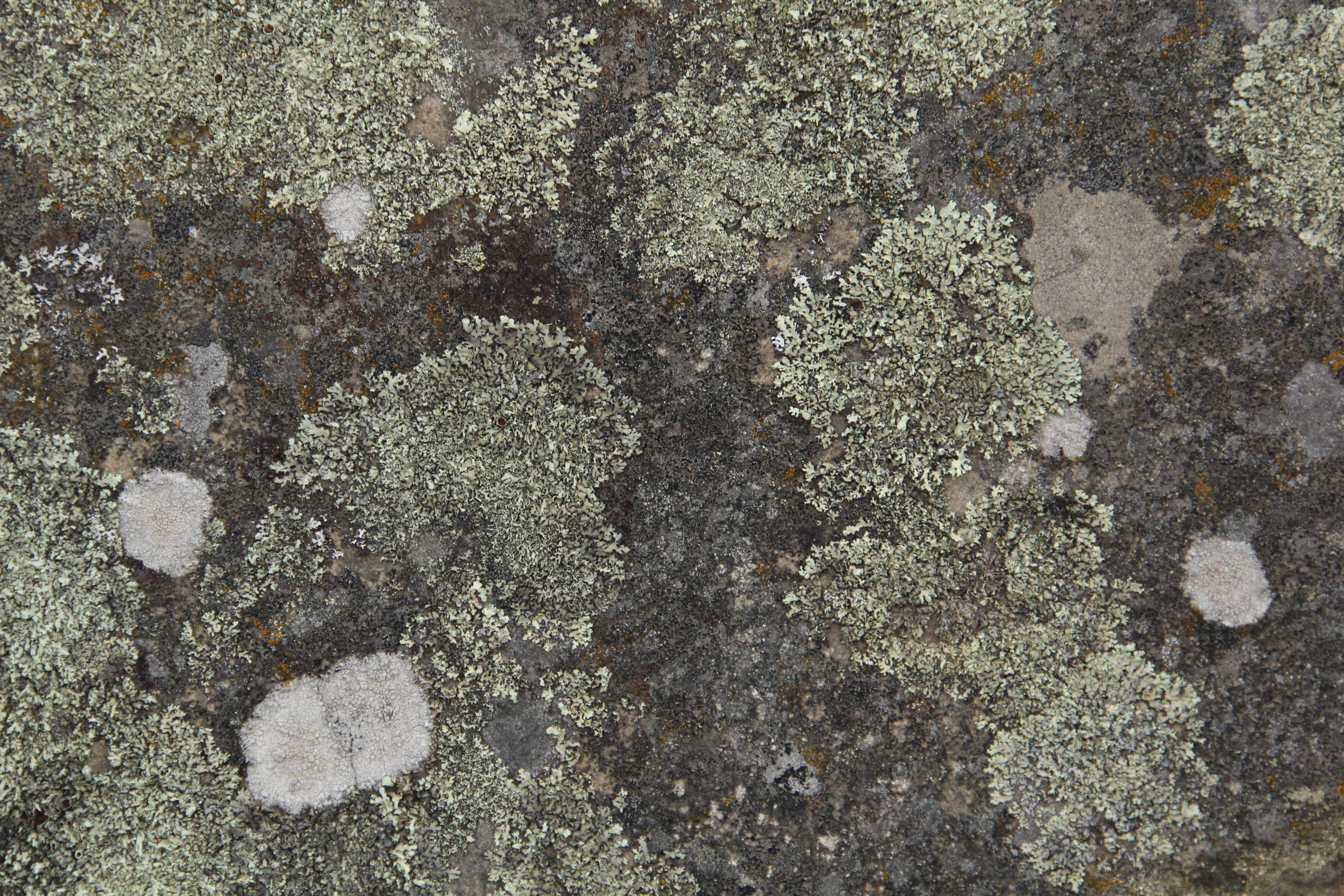 Grunge Texture Rock Stone Algae Lichen Natural Photo