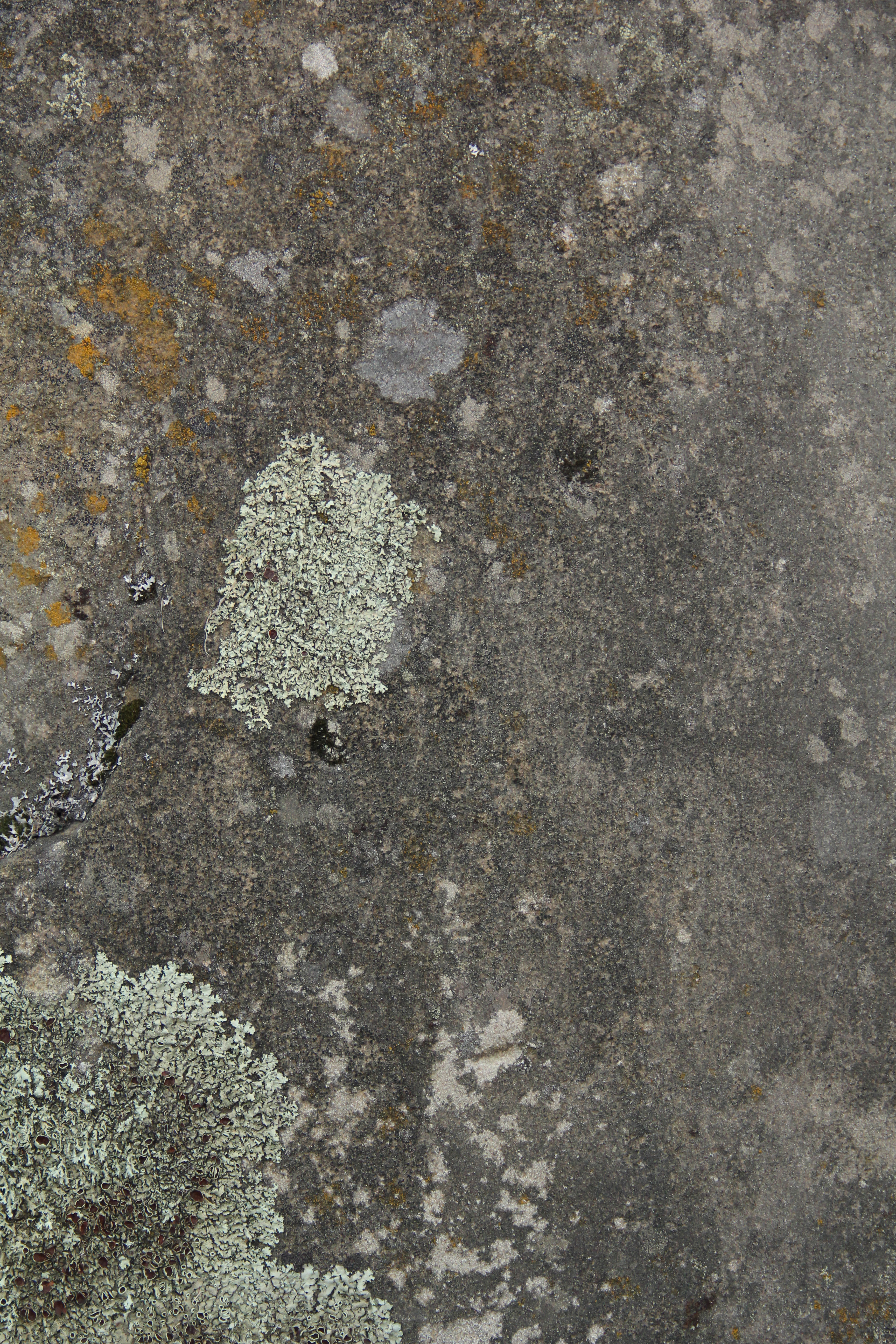 Grunge Texture Stone Wall Concrete Rock Moss Algae Photo