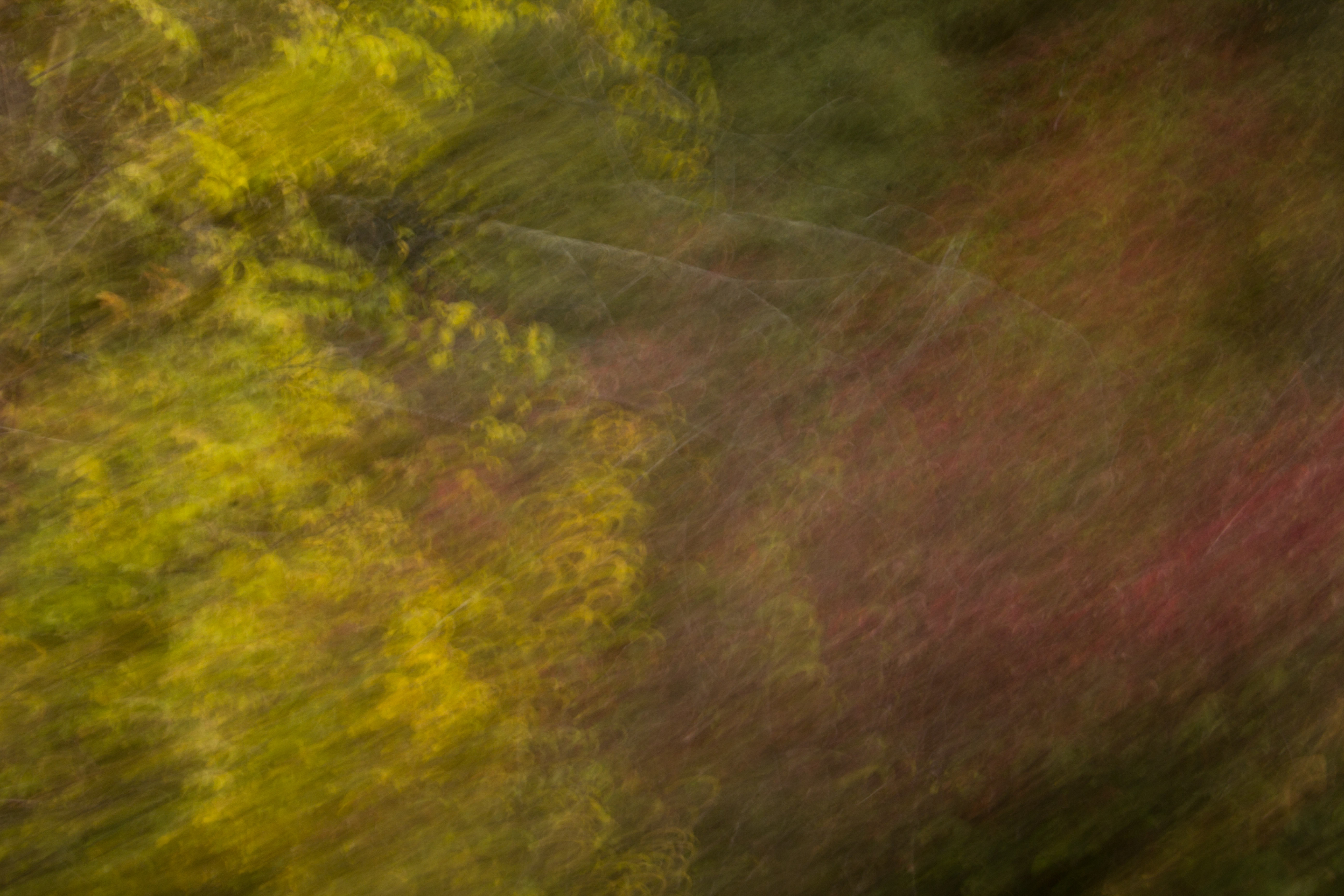 Light Texture Blur Painting Photo Yellow Fuzzy Trees Desktop