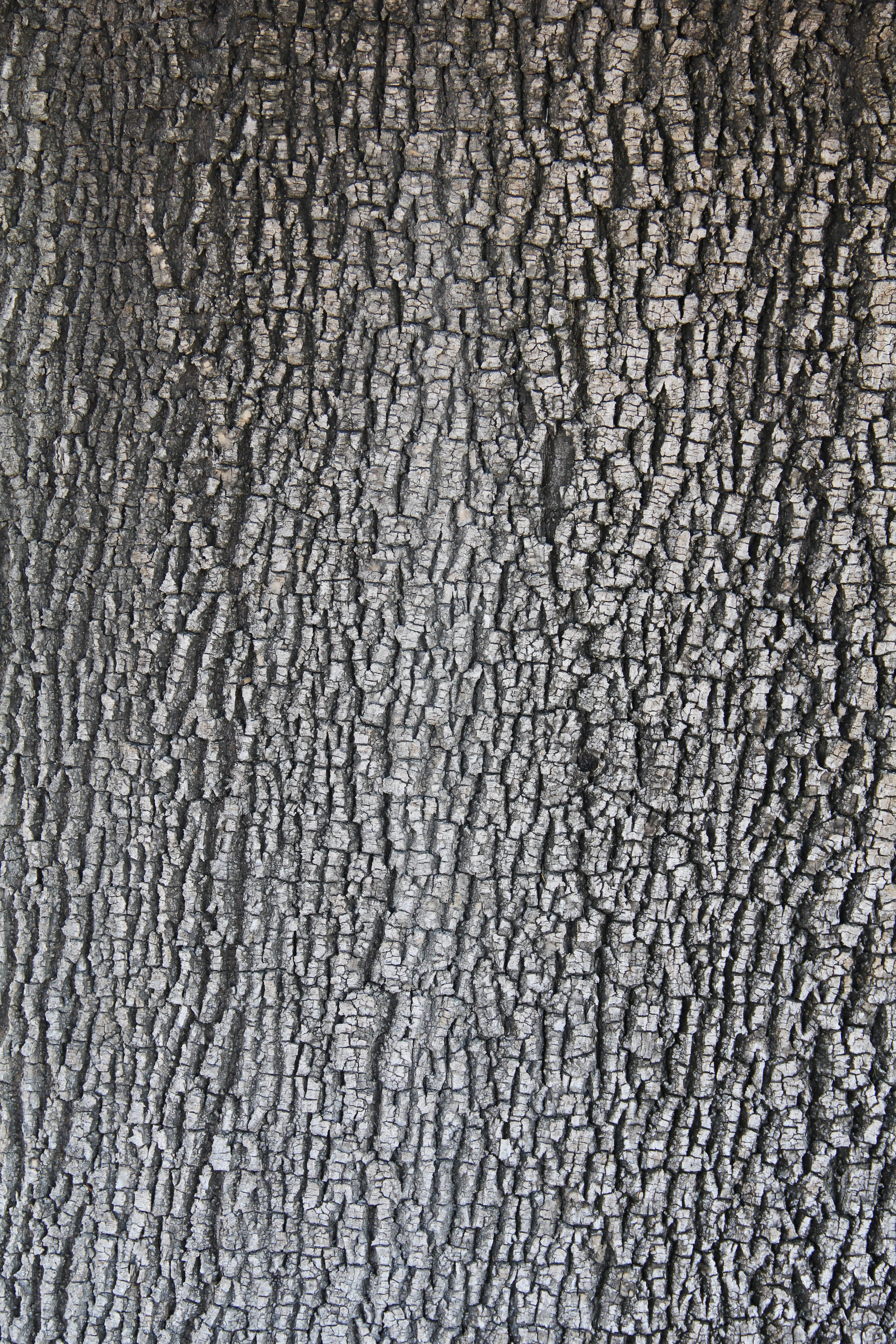 Oak Bark Wood Texture Flat Large Trunk Tree