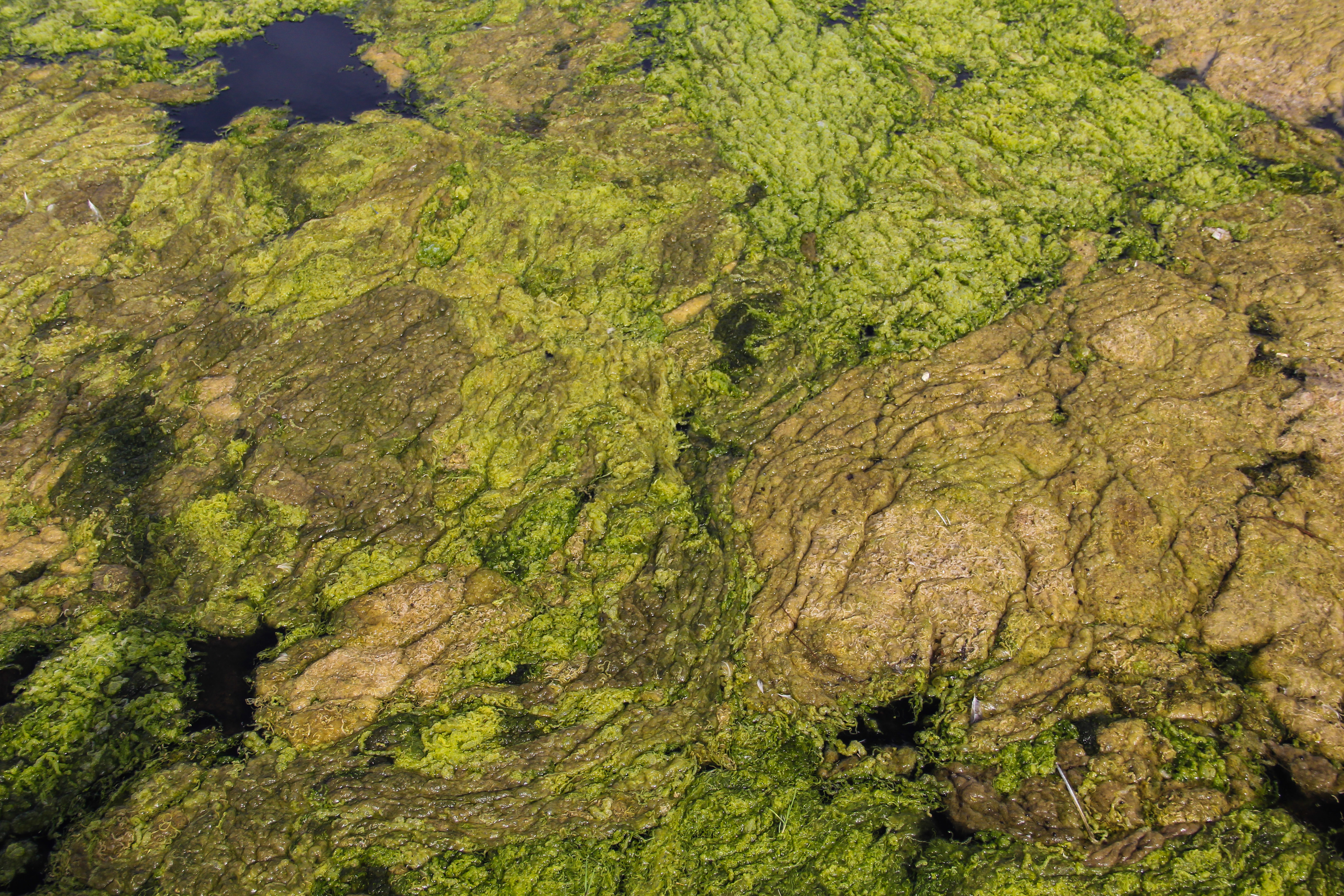 Pond Scum Texture Stock Image Brown Green Gross Slimy Organic Growth