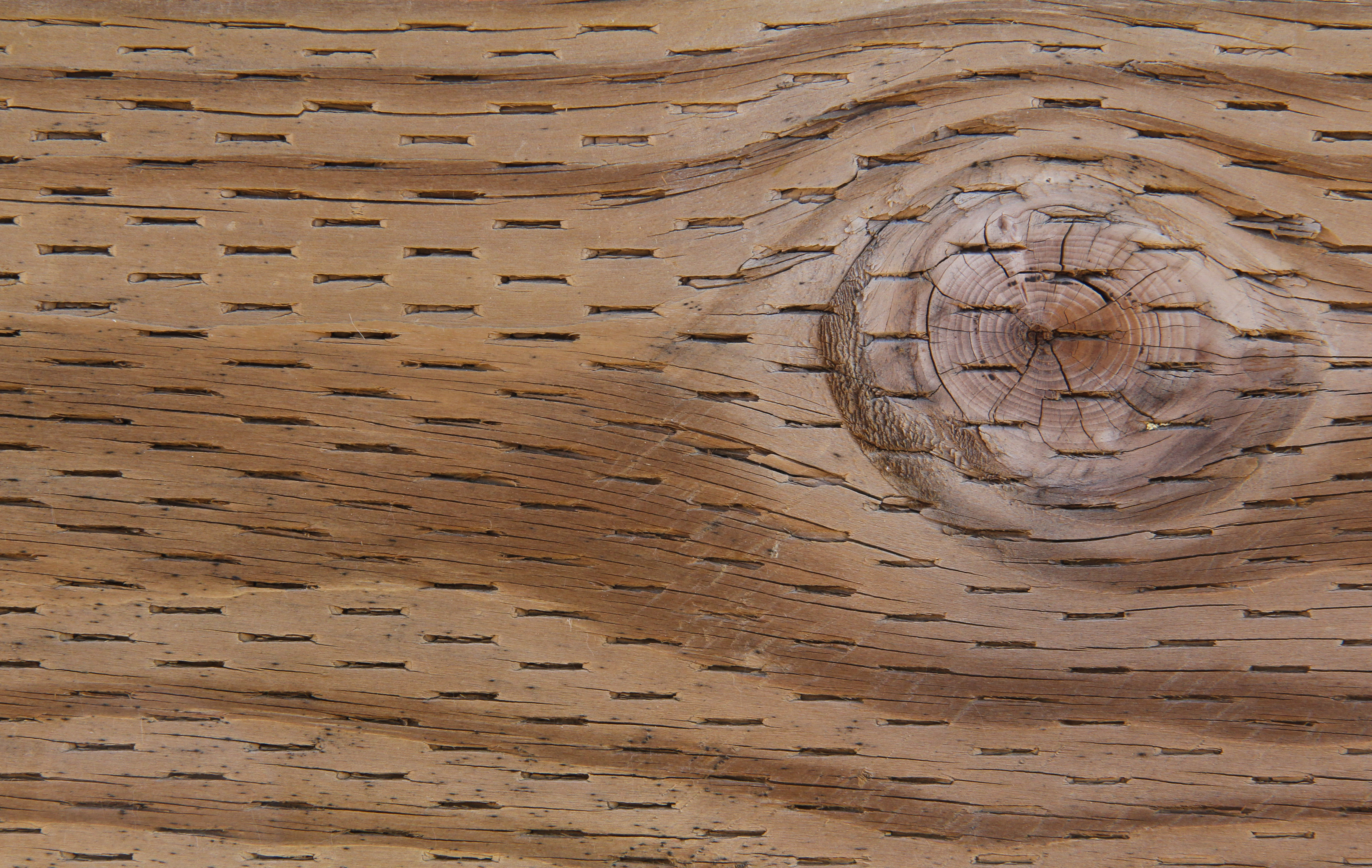 Pressure Treated Wood Texture Grain Hole Pattern Stock Photo