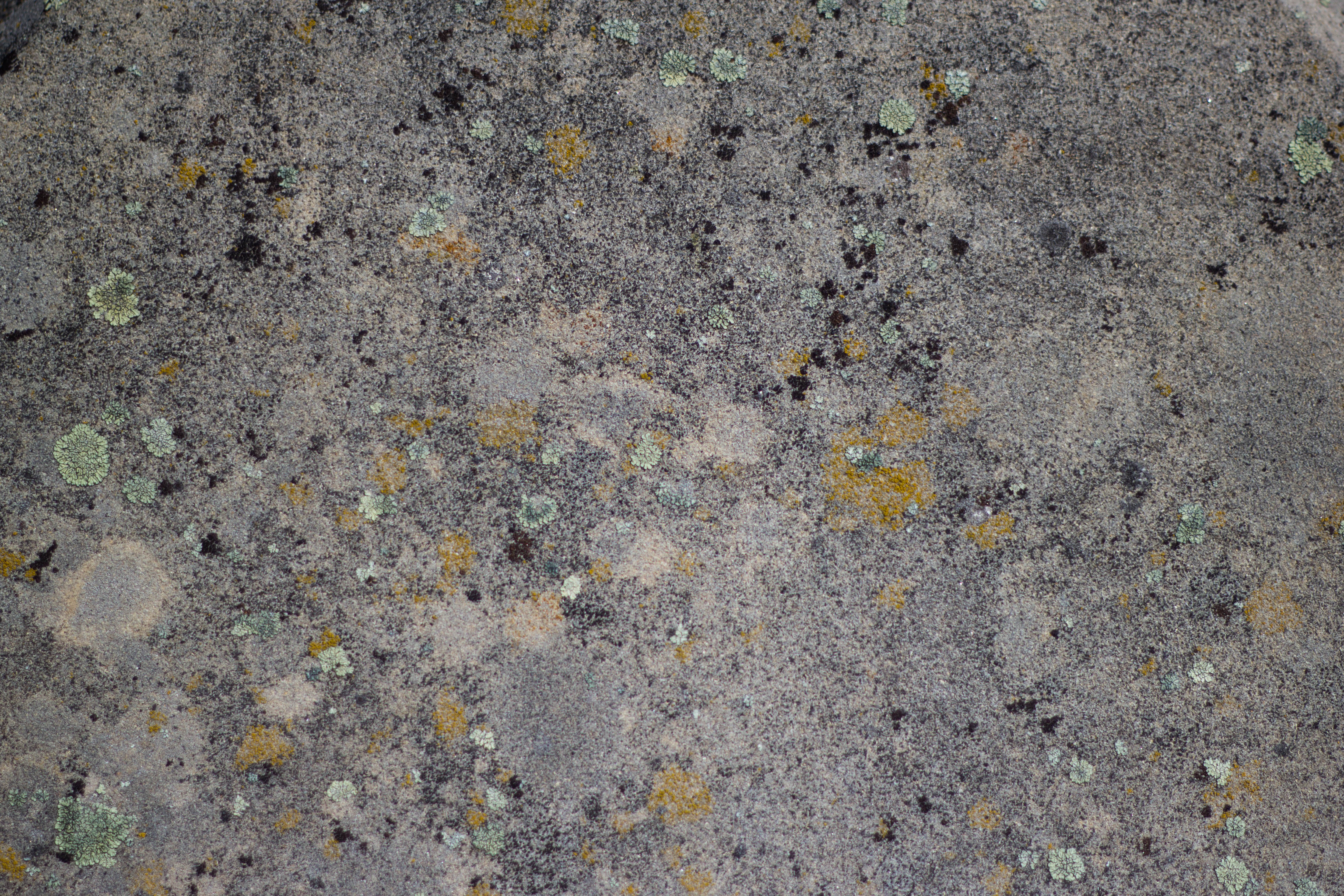 Rock Texture Lichen Grunge Spotted Natural Old Dirty Rough Photo Wallpaper